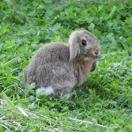 Eggerhof Apartament Ramsau am Dachstein