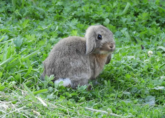 Eggerhof Апартаменты Рамзау